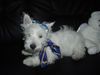 West Highland White Terrier Foto: Einfach süss! (ID 12305) West Highland White Terrier Hund