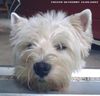 West Highland White Terrier Foto: Kilkenny (ID 5233) West Highland White Terrier Hund