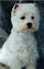 West Highland White Terrier Foto: Victoria Snow-Star (ID 17602) West Highland White Terrier Hund