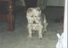 West Highland White Terrier Foto: was ist das? (ID 5792) West Highland White Terrier Hund