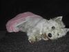 West Highland White Terrier Foto: lucy mag spielen (ID 6104) West Highland White Terrier Hund
