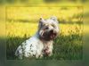 West Highland White Terrier Foto: Yoshi auf der Wiese (ID 19284) West Highland White Terrier Hund