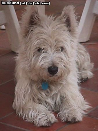 West Highland White Terrier Hunde Foto 5003 West Highland White Terrier my dog Rocky
