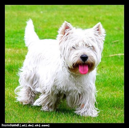 West Highland White Terrier Samy