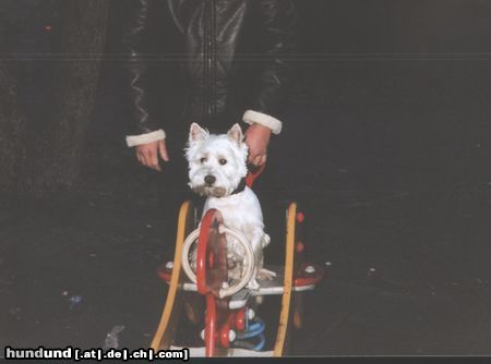 West Highland White Terrier Hunde Foto 5749 West Highland White Terrier mein neues spielzeug
