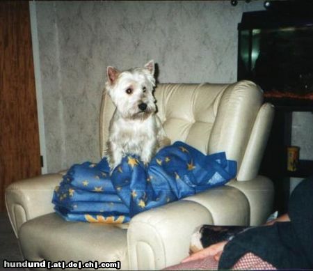 West Highland White Terrier Hunde Foto 5739 West Highland White Terrier was ist los?
