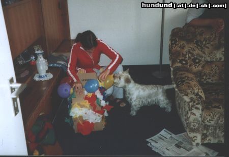 West Highland White Terrier Hunde Foto 5793 West Highland White Terrier das ist meine...