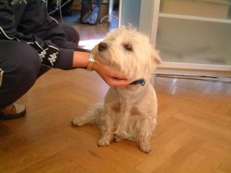 West Highland White Terrier Hunde Foto 893 West Highland White Terrier Wicki