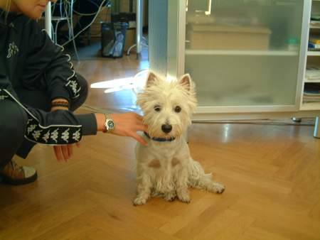 West Highland White Terrier Hunde Foto 895 West Highland White Terrier Wicki