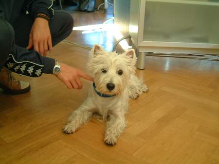 West Highland White Terrier Hunde Foto 897 West Highland White Terrier Wicki