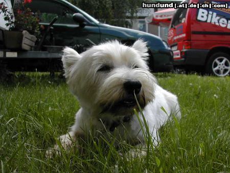 West Highland White Terrier Hunde Foto 10789 West Highland White Terrier Struppi, 10 Jahre