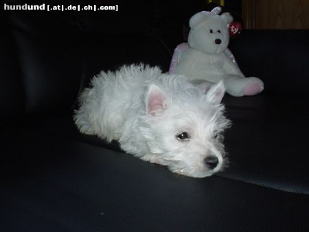 West Highland White Terrier Hunde Foto 12306 West Highland White Terrier Einfach süss!