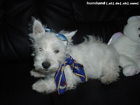 West Highland White Terrier Hunde Foto 12305 West Highland White Terrier Einfach süss!