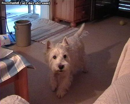 West Highland White Terrier Hunde Foto 17084 in höherer Auflösung ansehen West Highland White Terrier Max 11 Jahre