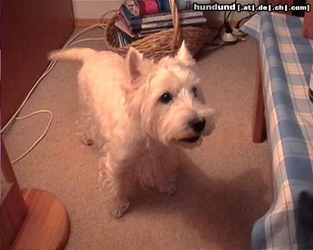 West Highland White Terrier Hunde Foto 17085 in höherer Auflösung ansehen West Highland White Terrier Max 11 Jahre