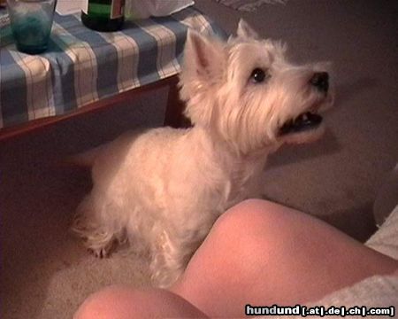 West Highland White Terrier Hunde Foto 17086 in höherer Auflösung ansehen West Highland White Terrier Max vor dem Sprung