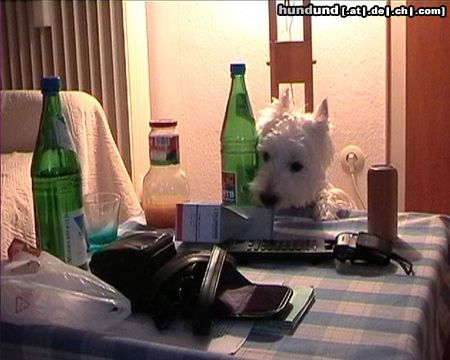 West Highland White Terrier Hunde Foto 17079 in höherer Auflösung ansehen West Highland White Terrier Max auf der Suche, aber wonach?