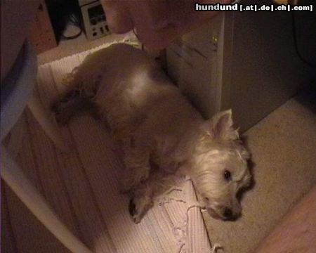 West Highland White Terrier Hunde Foto 17077 in höherer Auflösung ansehen West Highland White Terrier Max total ko !