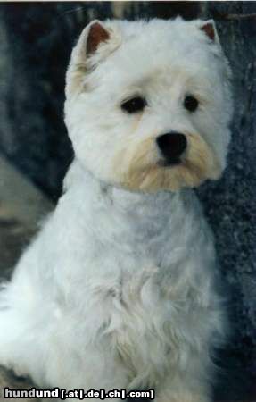 West Highland White Terrier Hunde Foto 17602 in höherer Auflösung ansehen West Highland White Terrier Victoria Snow-Star