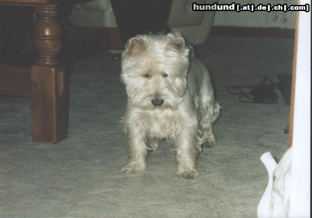West Highland White Terrier Hunde Foto 5792 West Highland White Terrier was ist das?