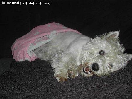 West Highland White Terrier Hunde Foto 6104 West Highland White Terrier lucy mag spielen