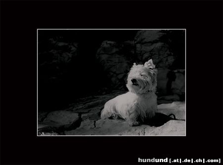 West Highland White Terrier Hunde Foto 19283 in höherer Auflösung ansehen West Highland White Terrier Yoshi beim Sonnenbad