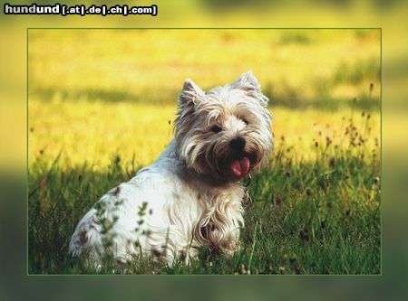 West Highland White Terrier Hunde Foto 19284 in höherer Auflösung ansehen West Highland White Terrier Yoshi auf der Wiese