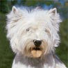 West Highland White Terrier West Highland White Terrier