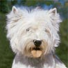 West Highland White Terrier