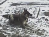 Westsibirischer Laika Hunde Foto 36081 in höherer Auflösung ansehen Westsibirischer Laika westsibirische laika ein 2 jähriger rüde