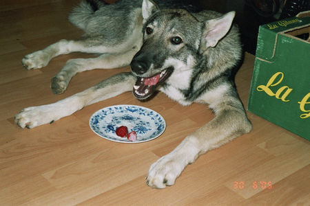 Westsibirischer Laika Hunde Foto 32514 Westsibirischer Laika Meine Westsibirische Laika