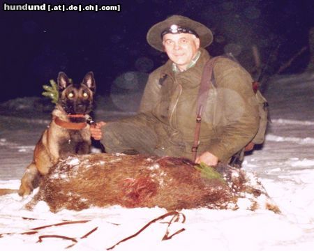 Westsibirischer Laika Westsibirischer Laika im Jagdeinsatz auf Wildscheine