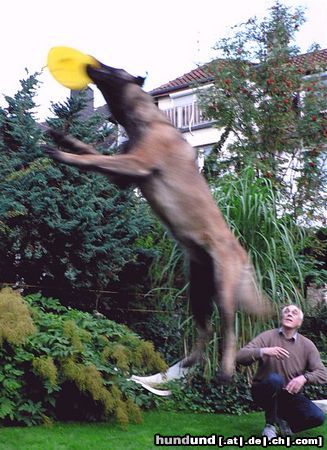 Westsibirischer Laika Laika Jagdhund Hagedorn im Training Flugwild zu erbeuten 