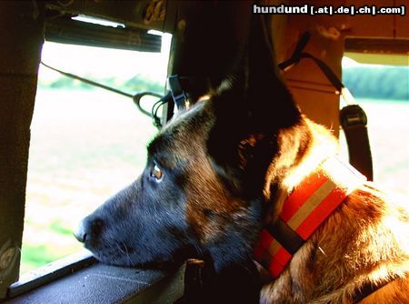 Westsibirischer Laika Laika Jagdfoto Hagedorn als Hochsitz- Lauschhund , der Wild anzeigt