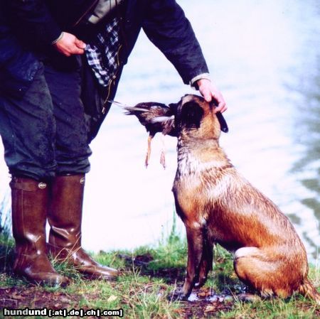 Westsibirischer Laika Jagd- Laika, ausgebildet ein hervorragender Jagdhelfer auf Wasserwild