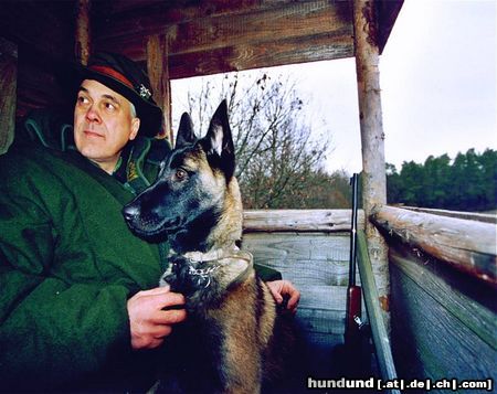 Westsibirischer Laika Laika mit Hagedorn im Jagdeinsatz auf Hochsitz