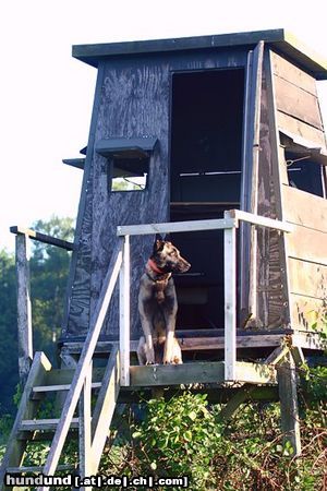 Westsibirischer Laika Laika Jagdfoto Hagedorn als Hochsitz- Lauschhund, nach einer durchgesessenen Nacht