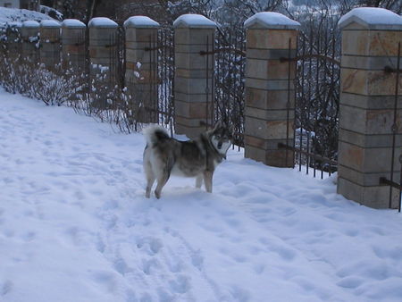 Westsibirischer Laika Hunde Foto 35687 Westsibirischer Laika Diese Rasse kann man nur loben
