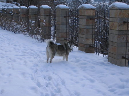 Westsibirischer Laika Diese Rasse kann man nur loben