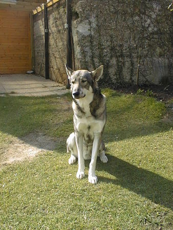 Westsibirischer Laika Hunde Foto 42131 Westsibirischer Laika Hallo ich bin Bush eine westsibirische Laika geb.27.11.2004