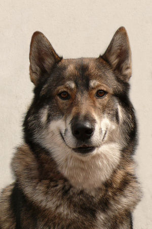 Westsibirischer Laika Hunde Foto 42876 in höherer Auflösung ansehen Westsibirischer Laika Ein Foto von Corinna Bernsdorff