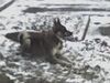 Westsibirischer Laika Foto: westsibirische laika ein 2 jähriger rüde (ID 36081) Westsibirischer Laika Hund