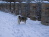 Westsibirischer Laika Hund