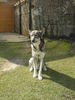 Westsibirischer Laika Foto: Hallo ich bin Bush eine westsibirische Laika geb.27.11.2004 (ID 42131) Westsibirischer Laika Hund