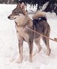 Westsibirischer Laika Hund