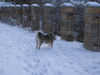 Westsibirischer Laika Hund