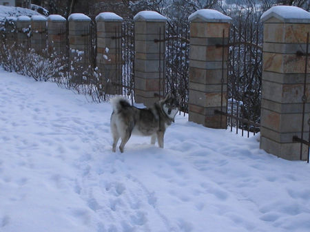 Westsibirischer Laika Hunde Foto 35686 in höherer Auflösung ansehen Westsibirischer Laika Diese Rasse kann man nur loben