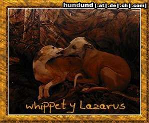 Whippet Hunde Foto 8295 Whippet love whippets