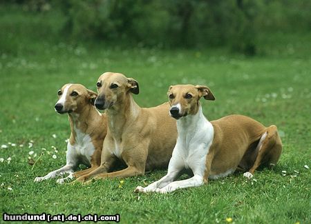 Whippet Hunde Foto 12719 Whippet Whippet´s