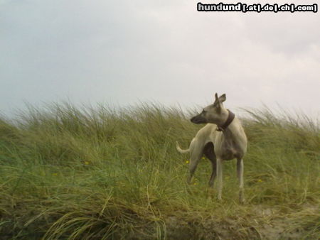Whippet Hunde Foto 45957 in höherer Auflösung ansehen Whippet